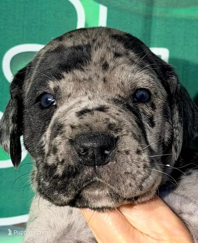 Hazel - Black Merle, a female Great Dane for sale in Albion, IL – Photo 1 of 2