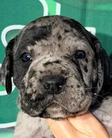 Hazel - Black Merle, a female Great Dane for sale in Albion, IL – Photo 1 of 2