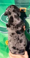 Hazel - Black Merle, a female Great Dane for sale in Albion, IL – Photo 2 of 2