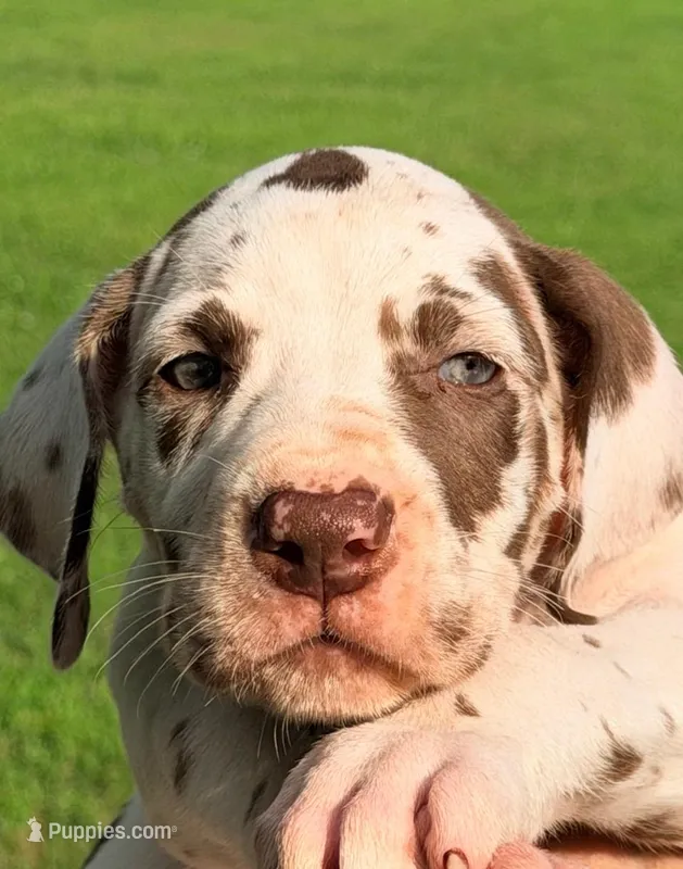 Miley - Chocolate Harlequin – Great Dane puppy for sale in Albion, IL
