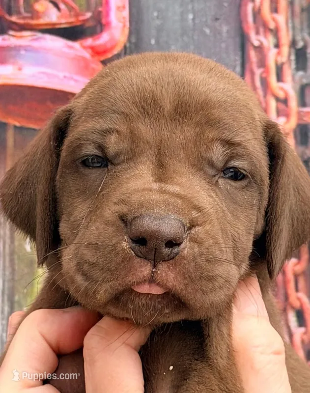 Katie - Chocolate – Great Dane puppy for sale in Albion, IL