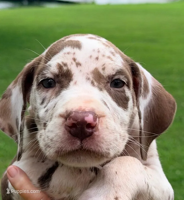 Maggie - Chocolate Harlequin – Great Dane puppy for sale in Albion, IL