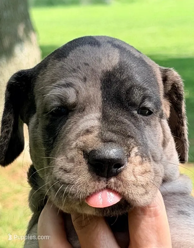 Queenie - Black Merle – Great Dane puppy for sale in Albion, IL
