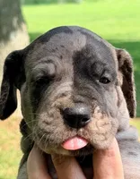 Queenie - Black Merle, a female Great Dane for sale in Albion, IL – 1 of 1
