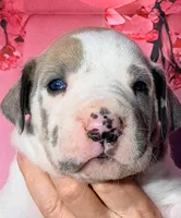 Foster - Blue Harlequin, a male Great Dane for sale in Albion, IL – Photo 1 of 2