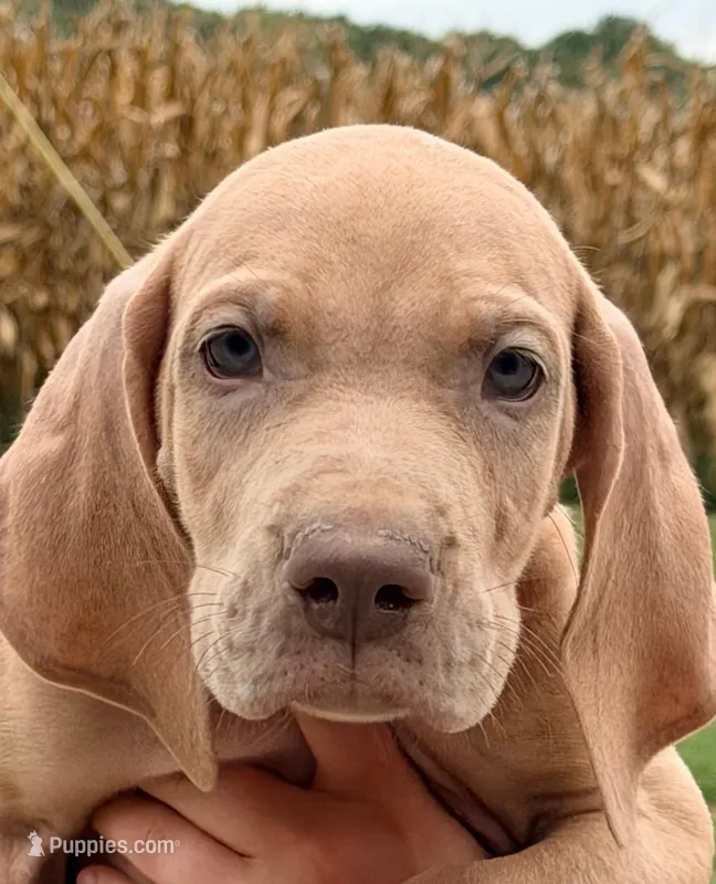 Tom - Chocolate Fawn – Great Dane puppy for sale in Albion, IL