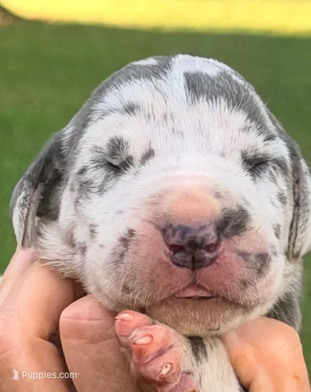 Nala - Blue Harlequin – Great Dane puppy for sale in Albion, IL