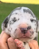 Nala - Blue Harlequin, a female Great Dane for sale in Albion, IL – 1 of 2
