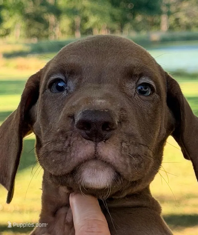 Tyler - Chocolate – Great Dane puppy for sale in Albion, IL
