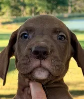 Tyler - Chocolate, a male Great Dane for sale in Albion, IL – 3 of 4