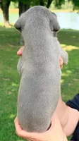 Sammy - Blue, a male Great Dane for sale in Albion, IL – 2 of 2
