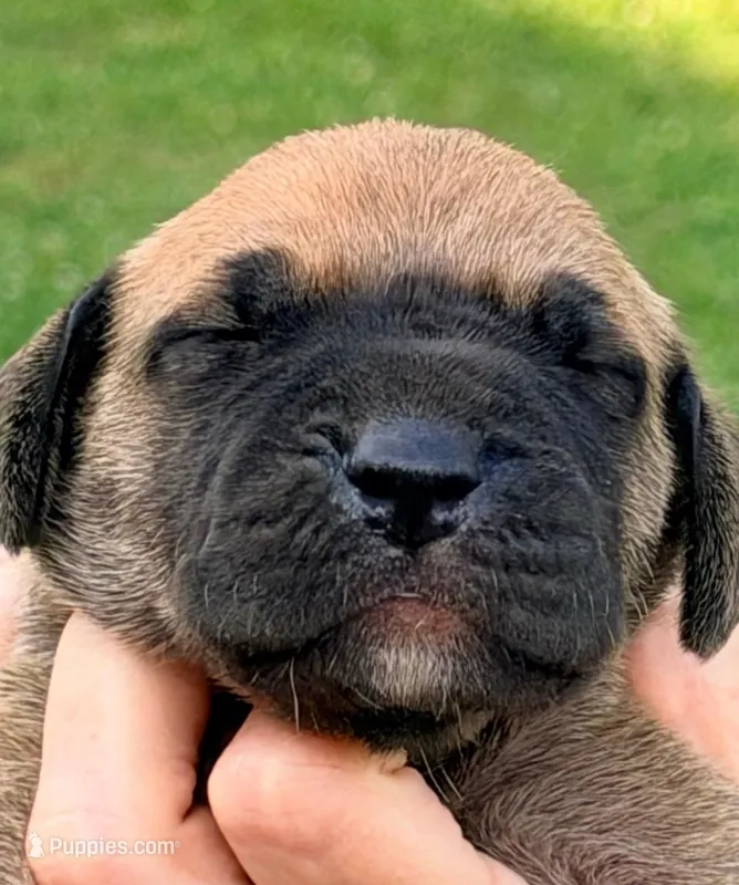 Penny - Dark Fawn – Great Dane puppy for sale in Albion, IL