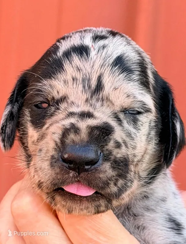 Flint - Black Merle – Great Dane puppy for sale in Albion, IL