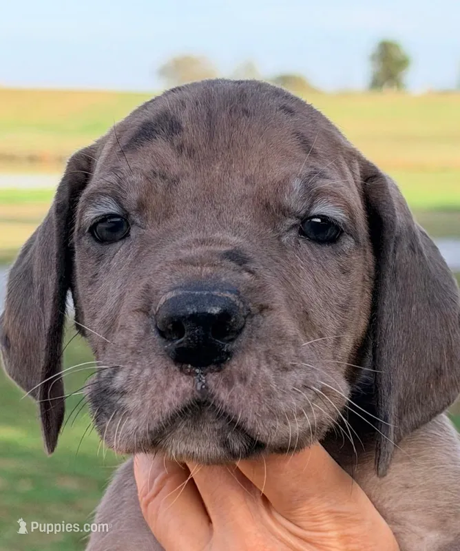 William - Chocolate Merle – Great Dane puppy for sale in Albion, IL
