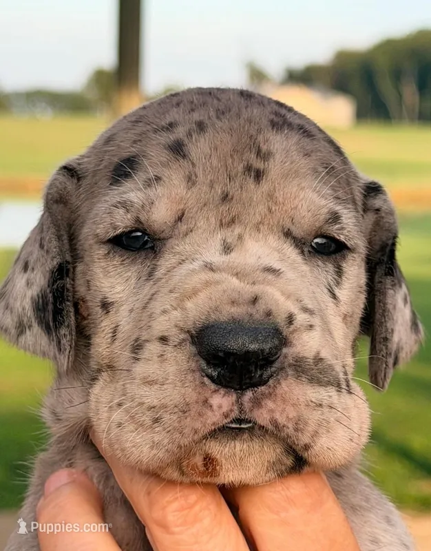 Valerie - Black Merle – Great Dane puppy for sale in Albion, IL