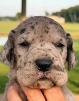 Valerie - Black Merle, a female Great Dane for sale in Albion, IL – 1 of 1