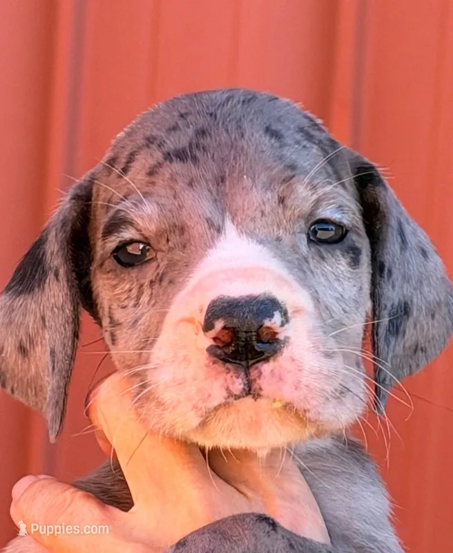 Winnie - Black Mantle Merle – Great Dane puppy for sale in Albion, IL