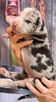 Lena - Black Mantle Merle, a female Great Dane for sale in Albion, IL – 4 of 4