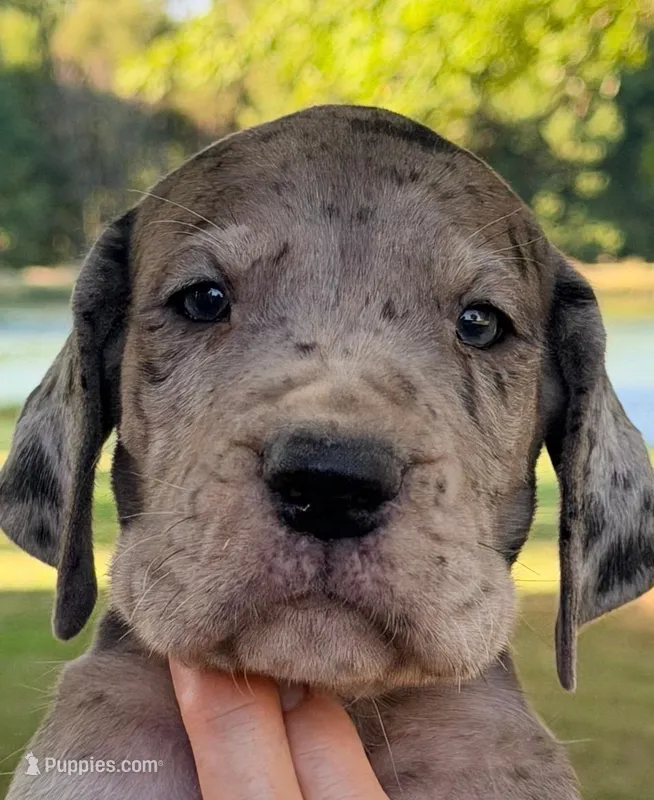Victor - Black Merle – Great Dane puppy for sale in Albion, IL