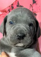 Fannie - Blue, a female Great Dane for sale in Albion, IL – Photo 1 of 2