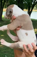 Samson - Fawn Harlequin, a male Great Dane for sale in Albion, IL – 2 of 4