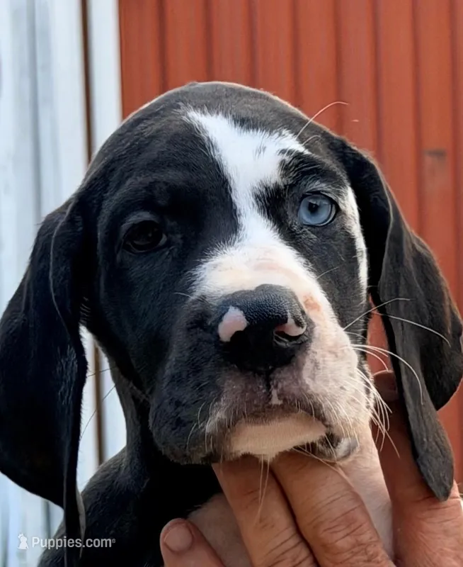 Kathy - Black Harlequin – Great Dane puppy for sale in Albion, IL
