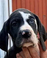 Kathy - Black Harlequin, a female Great Dane for sale in Albion, IL – 1 of 7