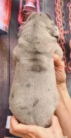 Lana - Blue Merle, a female Great Dane for sale in Albion, IL – 3 of 4