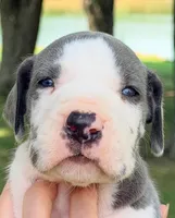 Shane - Blue Harlequin, a male Great Dane for sale in Albion, IL – 1 of 4