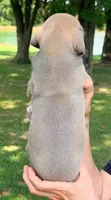 Steve - Blue Fawn, a male Great Dane for sale in Albion, IL – 2 of 2