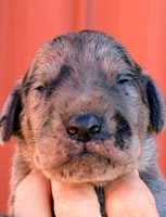 Frank - Black Merle, a male Great Dane for sale in Albion, IL – 1 of 2