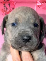 Forrest - Blue Brindle, a male Great Dane for sale in Albion, IL – Photo 1 of 2