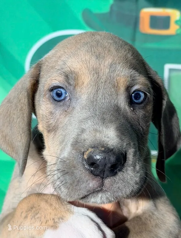 Forrest - Blue Brindle