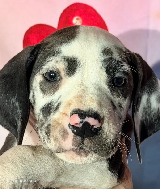 Betsey - Black Harlequin