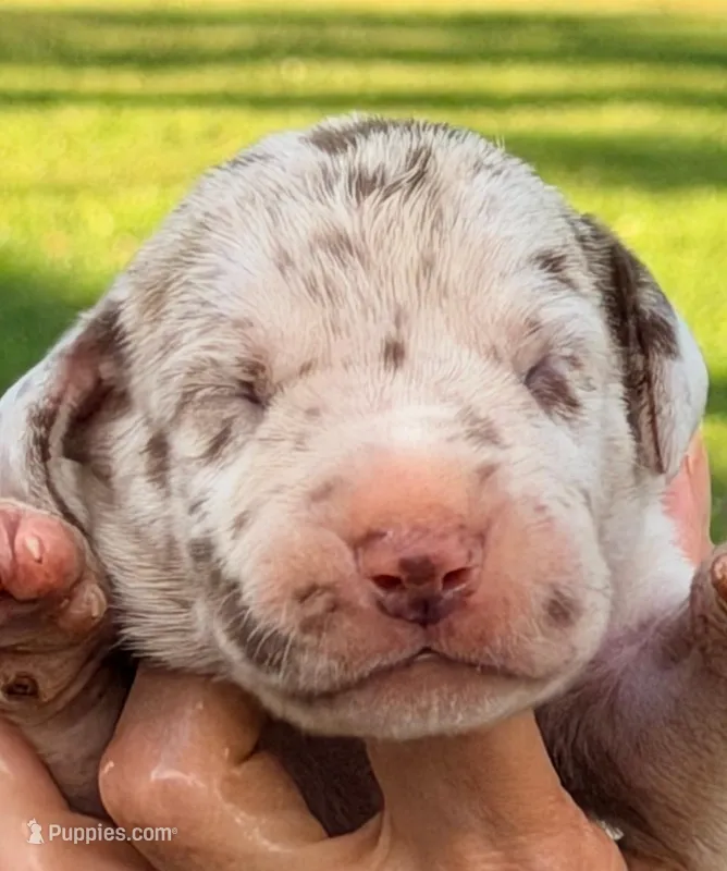 Perry - Chocolate Merle – Great Dane puppy for sale in Albion, IL
