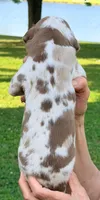 Maggie - Chocolate Harlequin, a female Great Dane for sale in Albion, IL – 3 of 4