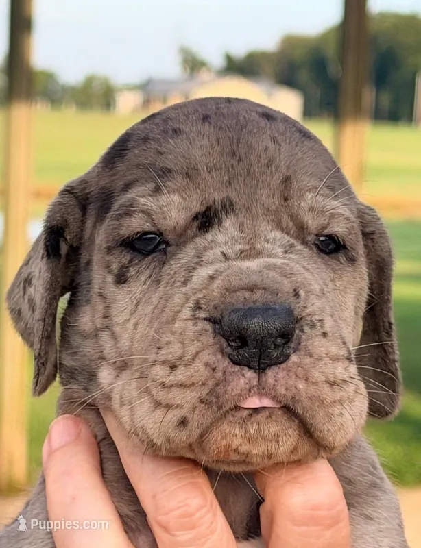 Vance - Black Merle – Great Dane puppy for sale in Albion, IL