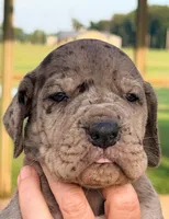 Vance - Black Merle, a male Great Dane for sale in Albion, IL – 1 of 1