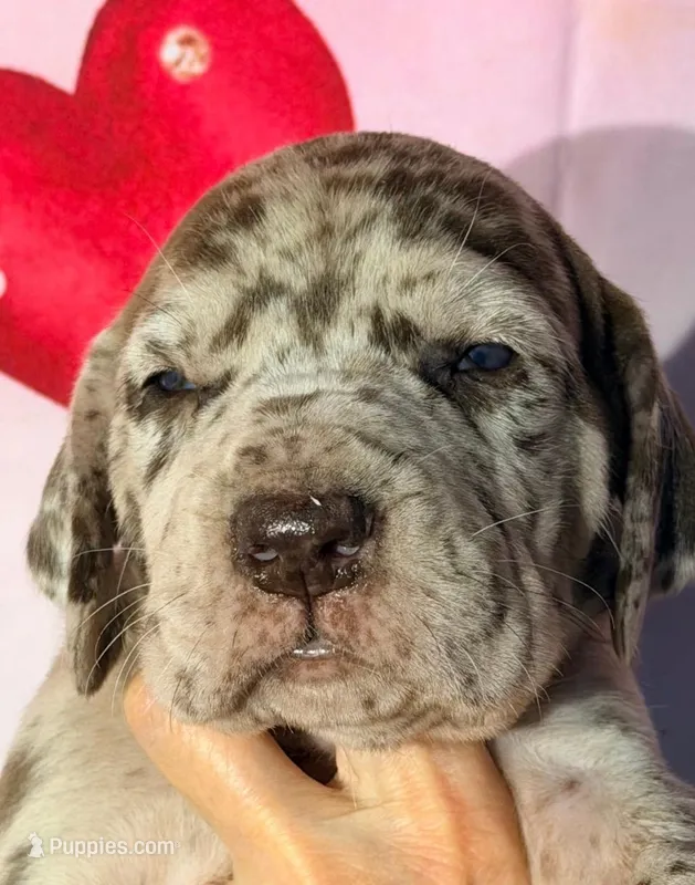 Irene - Chocolate Merle