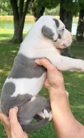 Seth - Blue Harlequin, a male Great Dane for sale in Albion, IL – 3 of 4