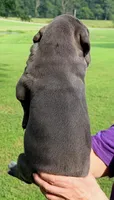 Posey - Blue, a male Great Dane for sale in Albion, IL – 2 of 2