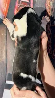 Kathy - Black Harlequin, a female Great Dane for sale in Albion, IL – 4 of 5