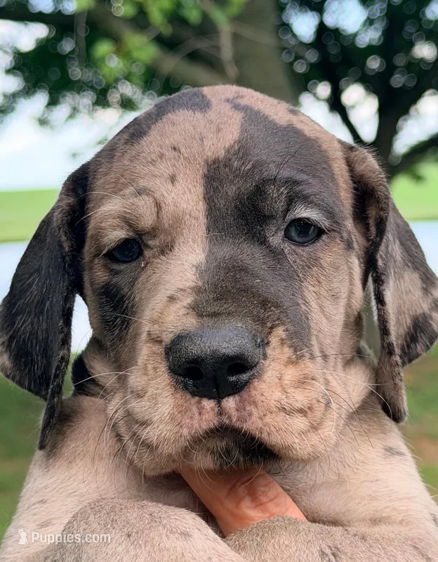 Queenie - Black Merle – Great Dane puppy for sale in Albion, IL