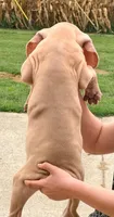 Tom - Chocolate Fawn, a male Great Dane for sale in Albion, IL – 2 of 4