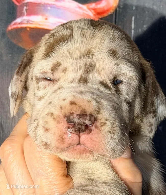 Karen - Chocolate Merle – Great Dane puppy for sale in Albion, IL