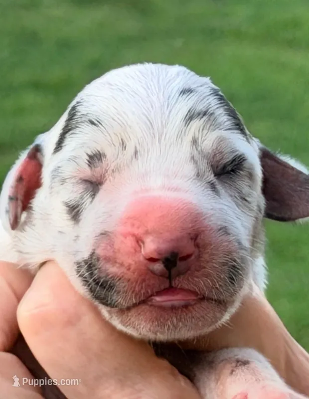 Quinnie - Black Harlequin – Great Dane puppy for sale in Albion, IL