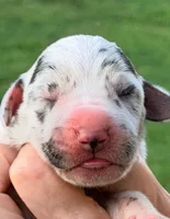 Quinnie - Black Harlequin, a female Great Dane for sale in Albion, IL – 1 of 2