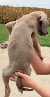 Scott - Blue Fawn, a male Great Dane for sale in Albion, IL – 2 of 5