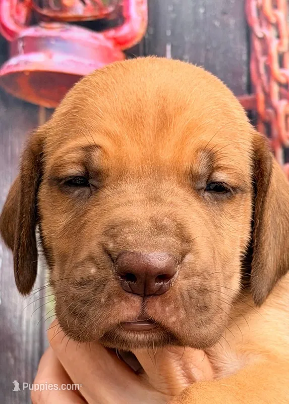 Kyle - Chocolate Fawn – Great Dane puppy for sale in Albion, IL