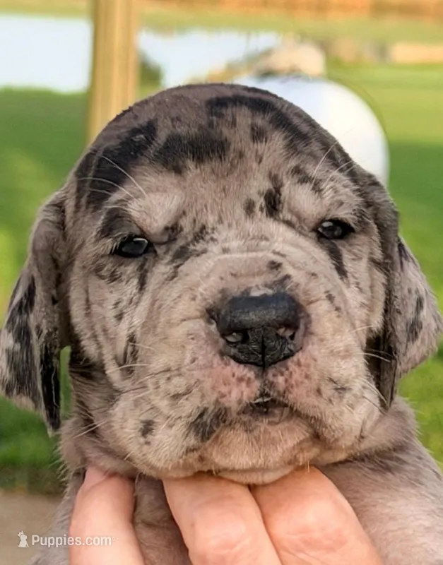 Violet - Black Merle – Great Dane puppy for sale in Albion, IL